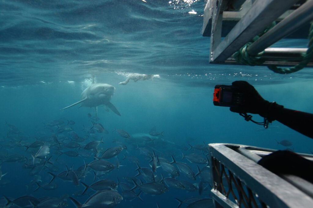 Diver photographing shark underwater scene