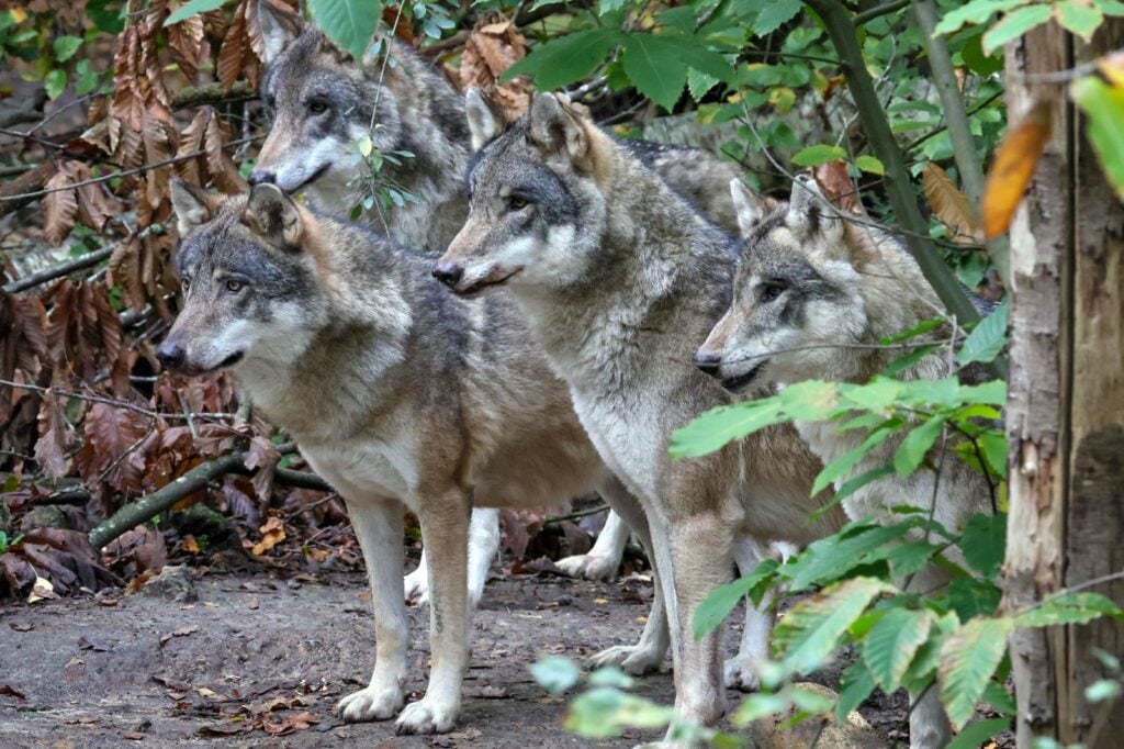 European wolves stood together 
