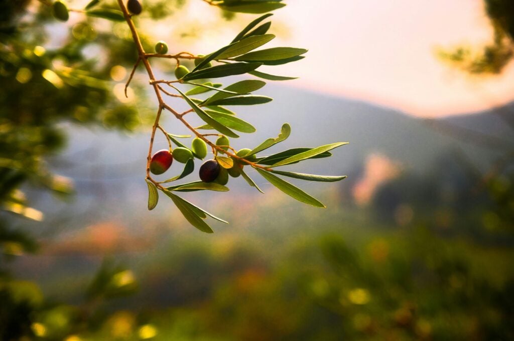 Olive branch at sunset 