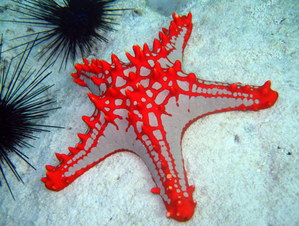 close up of red starfish 