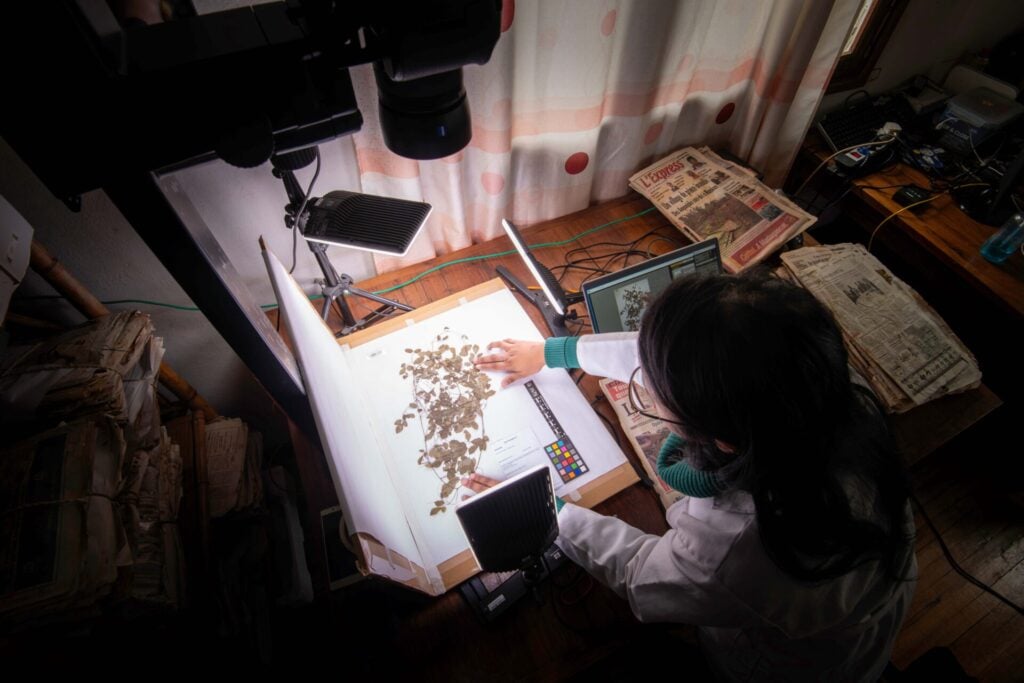 scientist at RBG Kew analysing plant species