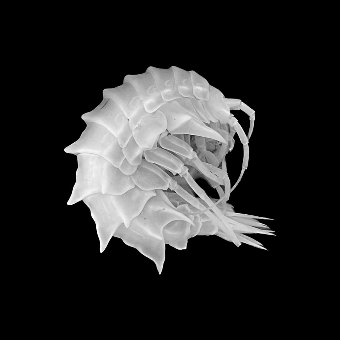 one of the amphipods under the Atlantic 