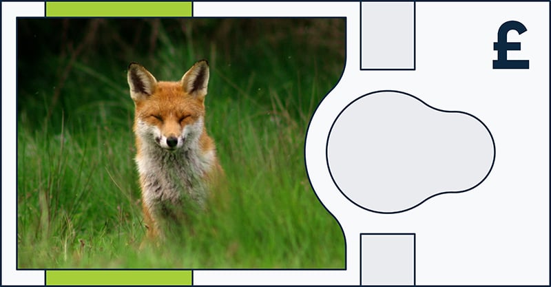 Fox and hares on mocked up UK banknotes 