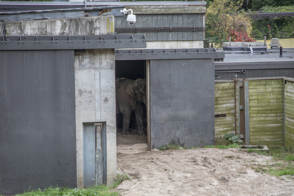 happy the elephant in her enclosure