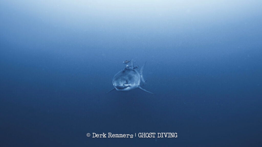great white shark