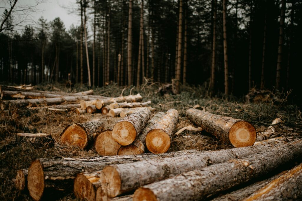 felled trees for timber 