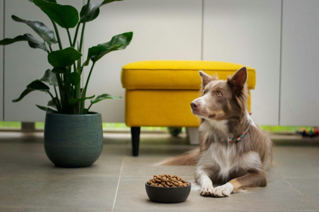 dog lying next to bowl of pet food