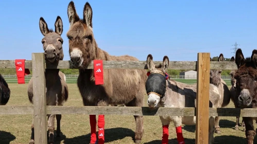 socks on a fence with donkeys after Arsenal donates socks to Redwings sanctuary