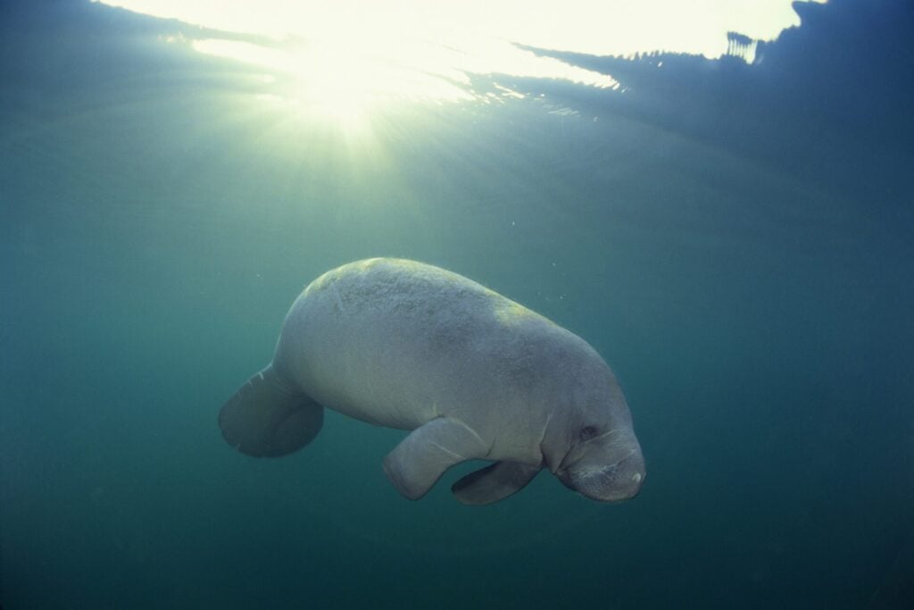 dugong in abu dhabi water
