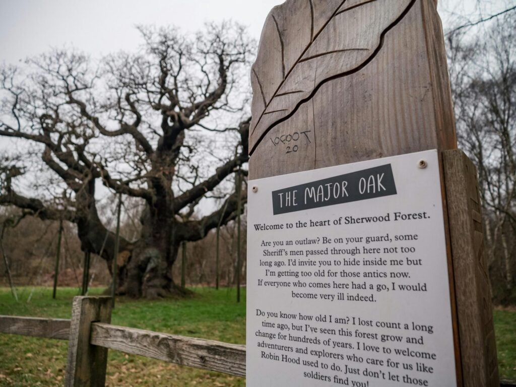 signage about the Major Oak with the Robin Hood tree behind it