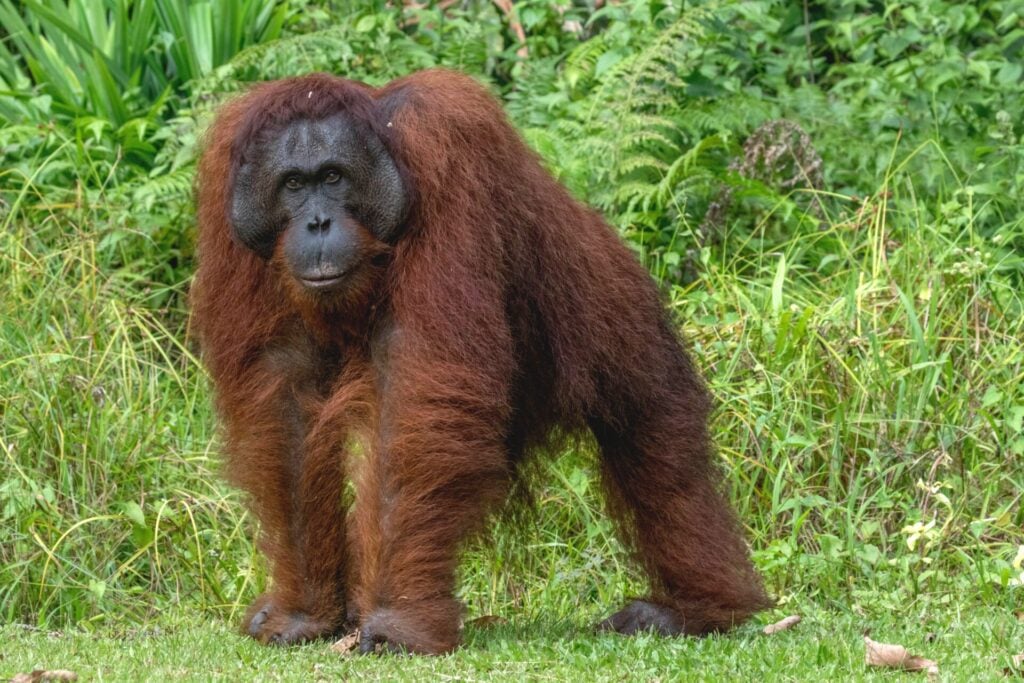 Tapanuli orangutan looking to camera in the wild