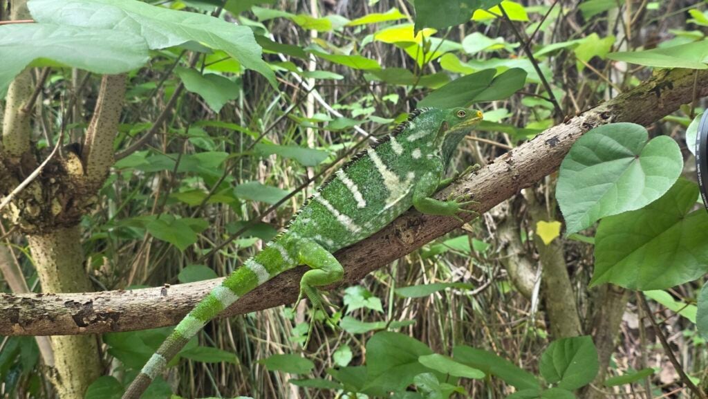iguana in tree camouflaged