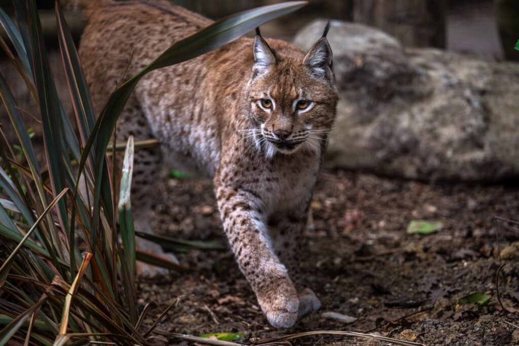 ursa the lynx 