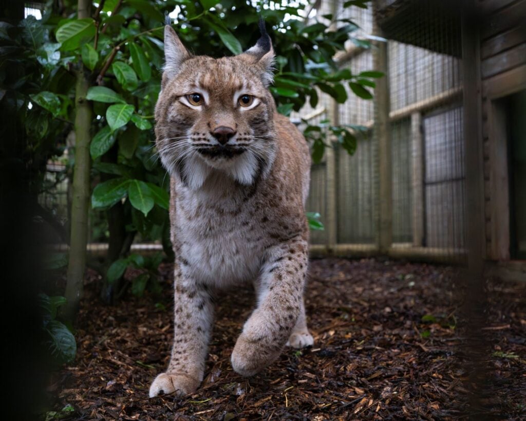 ursa the lynx 