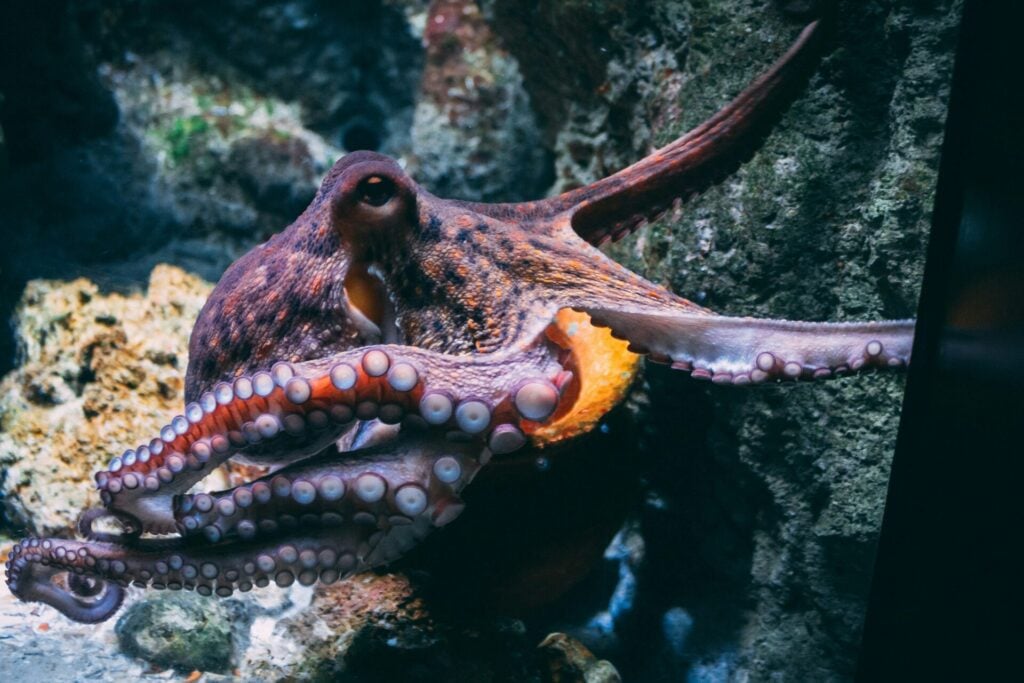 octopus gliding through the sea. the octopus megafarm has ben halted after outrage from activists