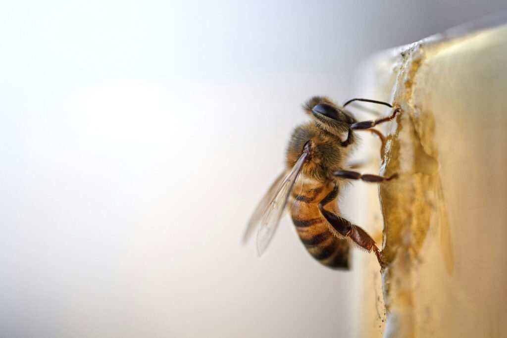 A close-up of a bee eating