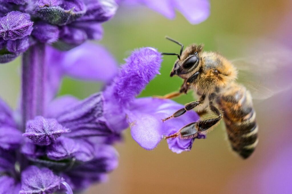 Bee on purple flower mid flight