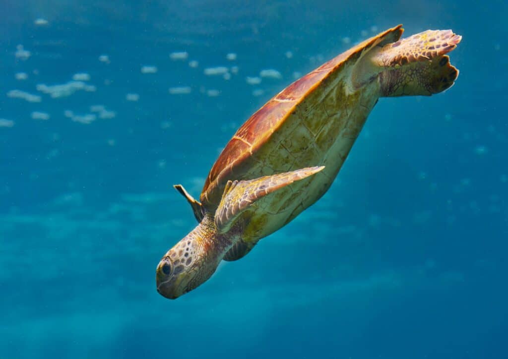 leathwerback turtle 