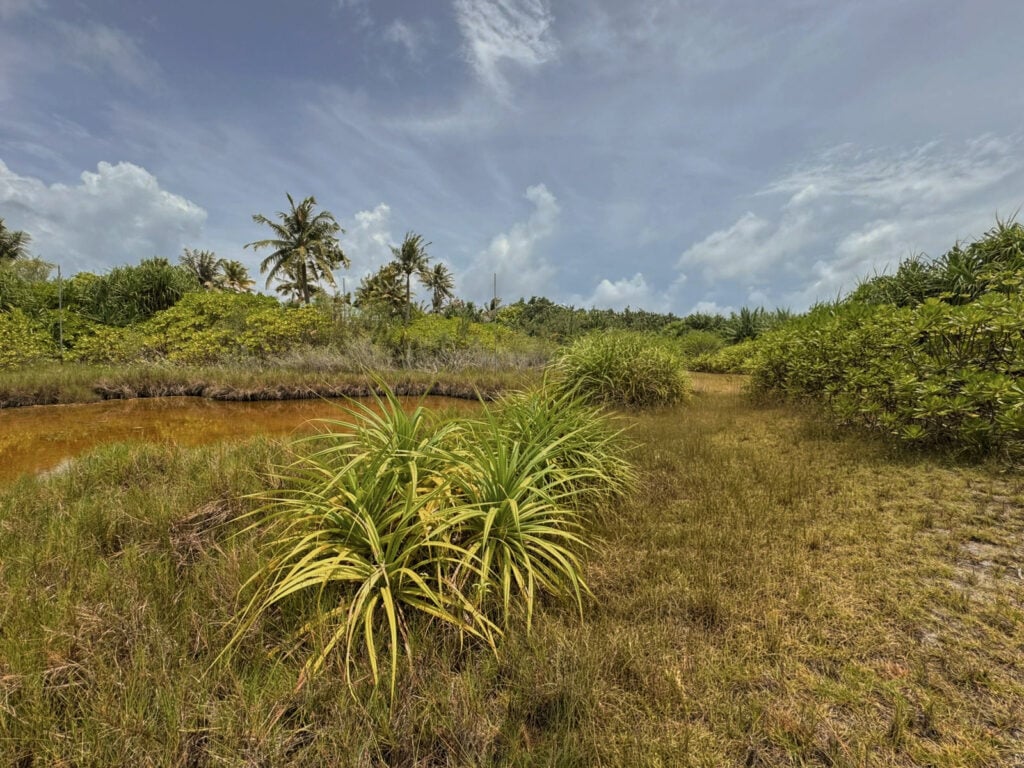 Mangroves at Soneva Jani 