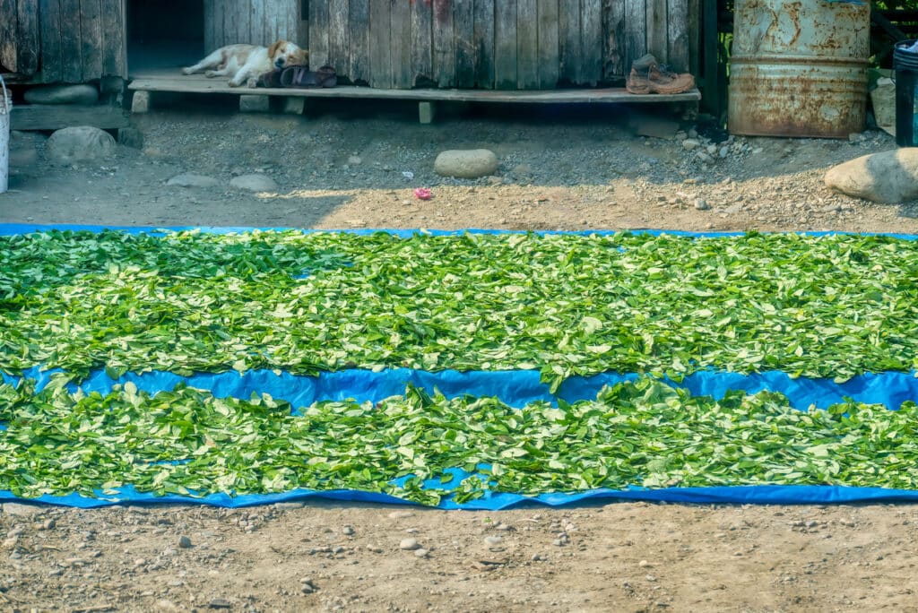 Freshly harvested coca leaves being air-dried beside a road in Peru, which may be in preparation to extract the alkaloids for cocaine production