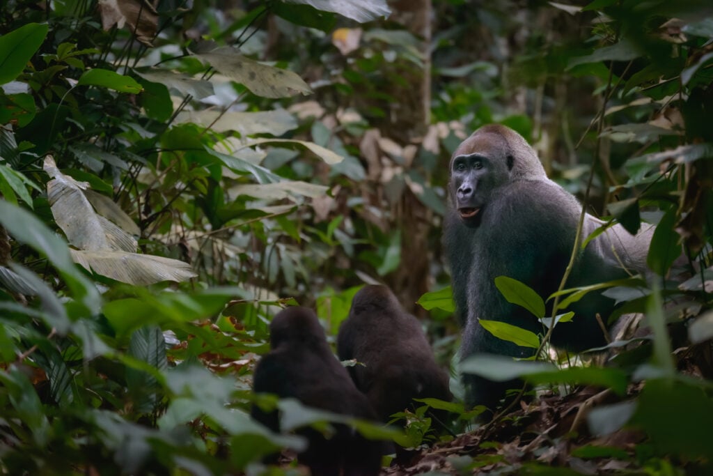 Western lowland gorilla (Gorilla gorilla gorilla) in Marantaceae rain forest in Odzala-Kokoua National Park. Cuvette-Ouest Region. Republic of the Congo or Congo Brazzaville.