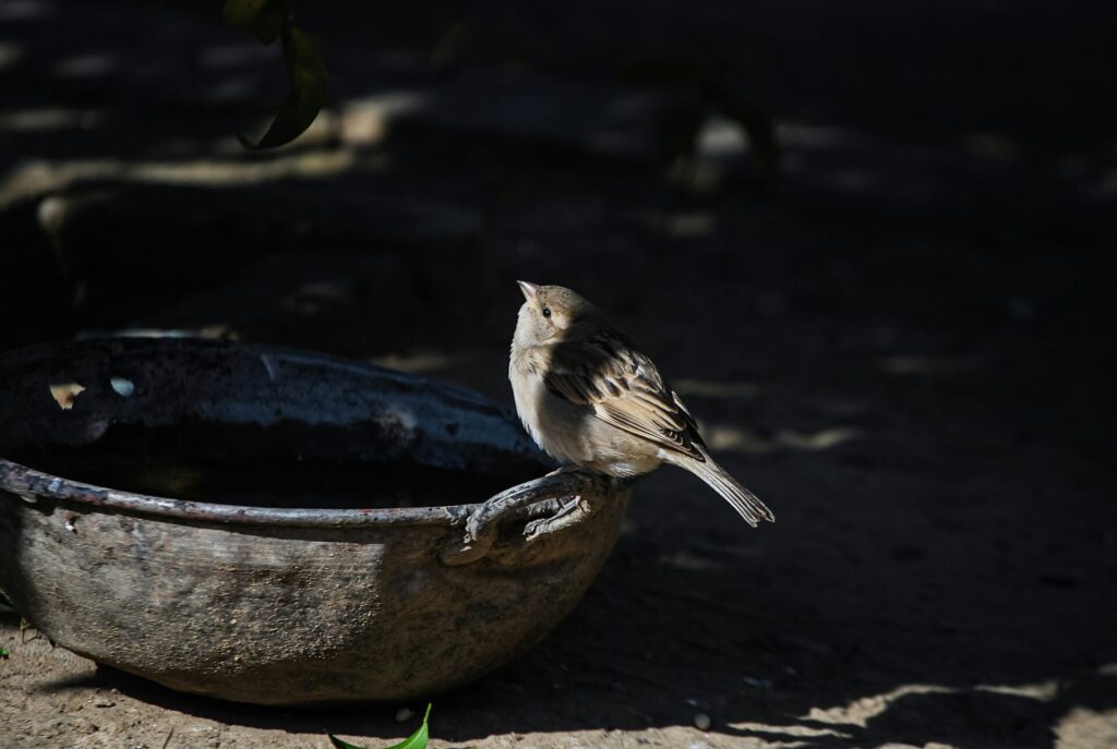 Bird sitting on side of bowl of water 