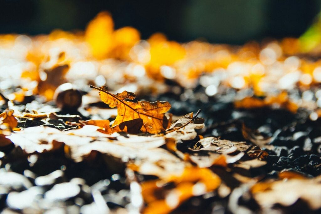 leaving fallen leaves can shelter wildlife