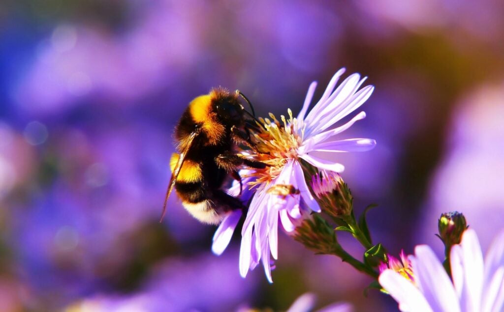 Bee pollinating a purple flower