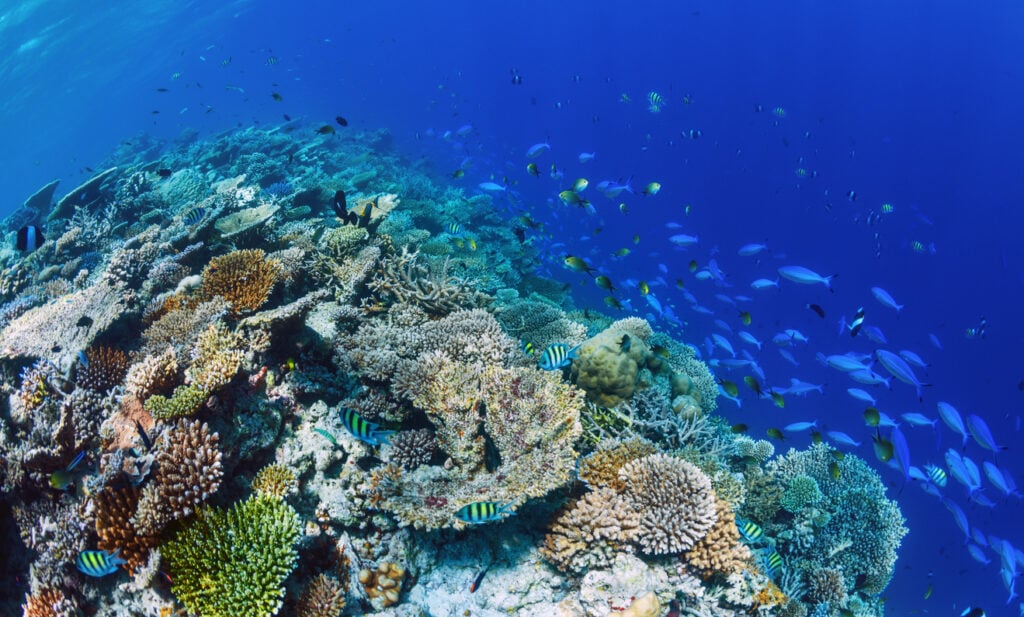 Underwater world. Big coral reef with hard corals and fishes in sunny day. Maldives.