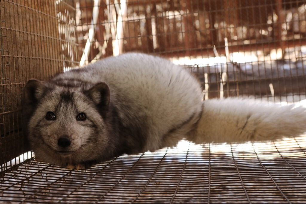 Finnish fur farm for growing polar fox. Production of elite fur. An animal in a cage for killing and making a fur coat