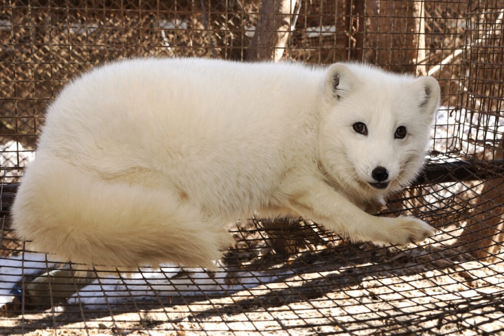 Farm for growing polar fox. Production of elite fur. An animal in a cage for killing and making a fur coat