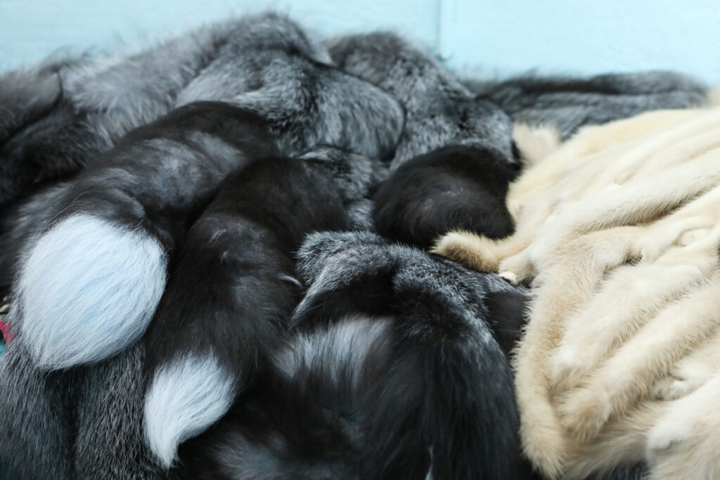 Finished skins from animals. Mink, arctic fox skins from animals. Mink farm. Fur coat, dear