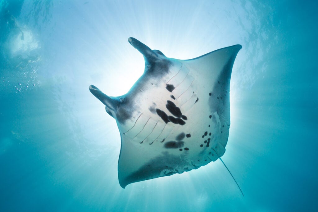 A manta ray glides gracefully through clear blue water. Sunlight filters down, illuminating the ray's wings as it moves effortlessly in its natural habitat.