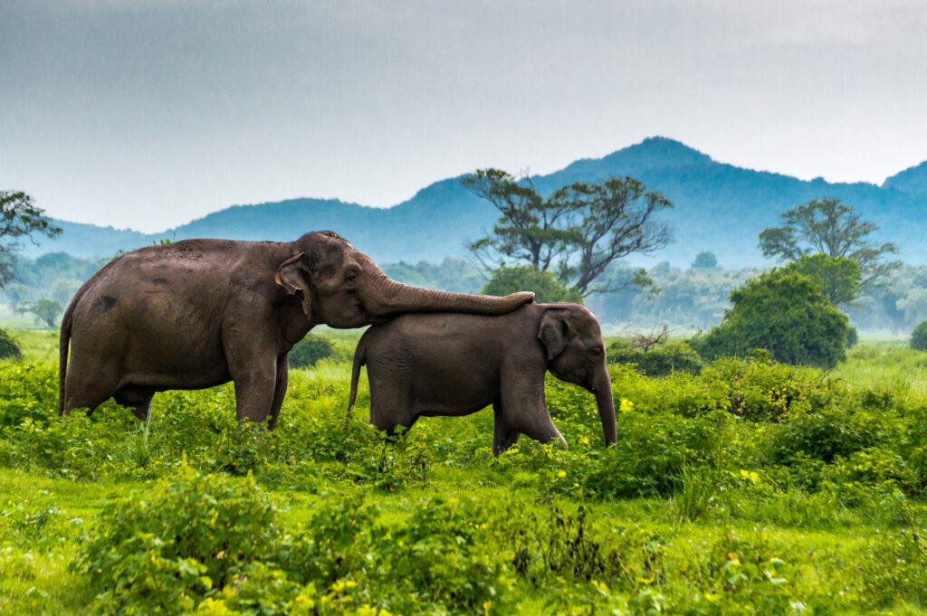 Elephant mom takes care of baby elephant at Minneriya,s National Park, Sri Lanka