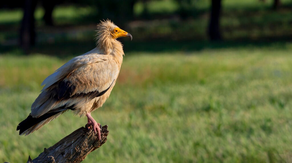Egyptian Vulture, Neophron percnopterus, Agricultural Fields, Castilla y Leon, Spain, Europe