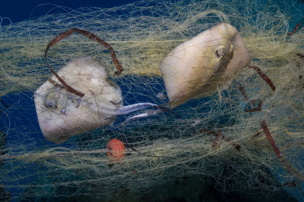 Juvenile manta rays trapped in fishing nets