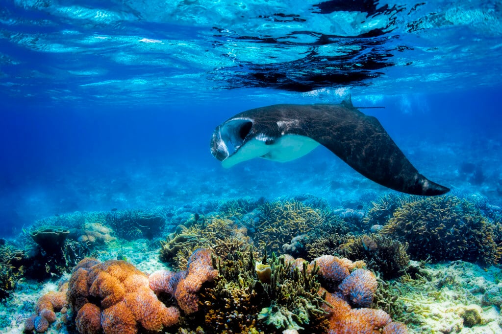 Manta ray filter feeding above a coral reef in the blue Komodo waters