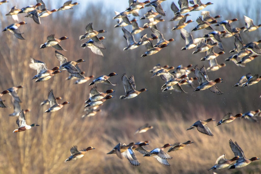 Migrating birds: Eurasian wigeon (Anas penelope) ducks are leaving for the southern hibernating areas in autumn and winter.