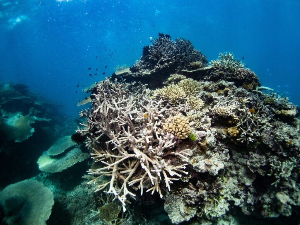coral reefs suffering bleaching