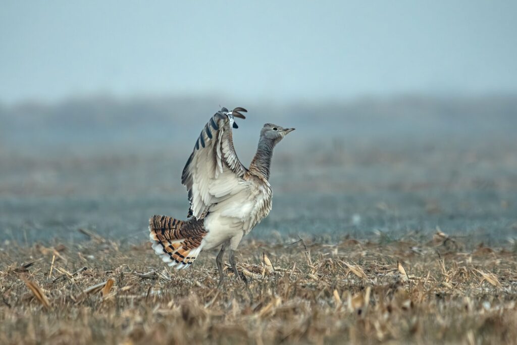 houbara