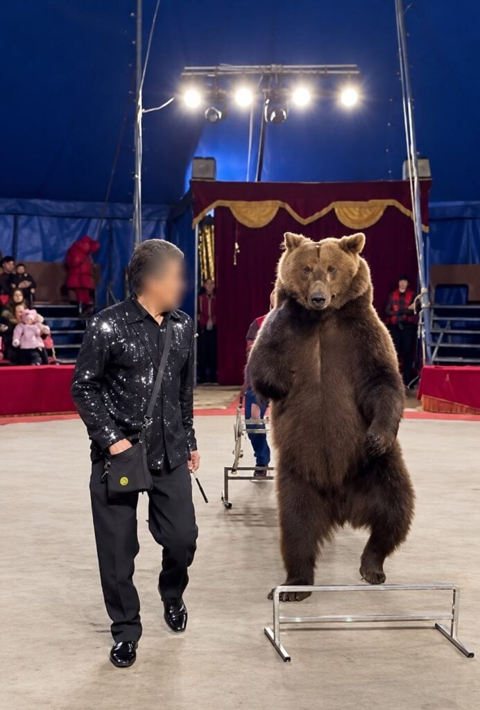 One of the two rescued brown bears in a circus 