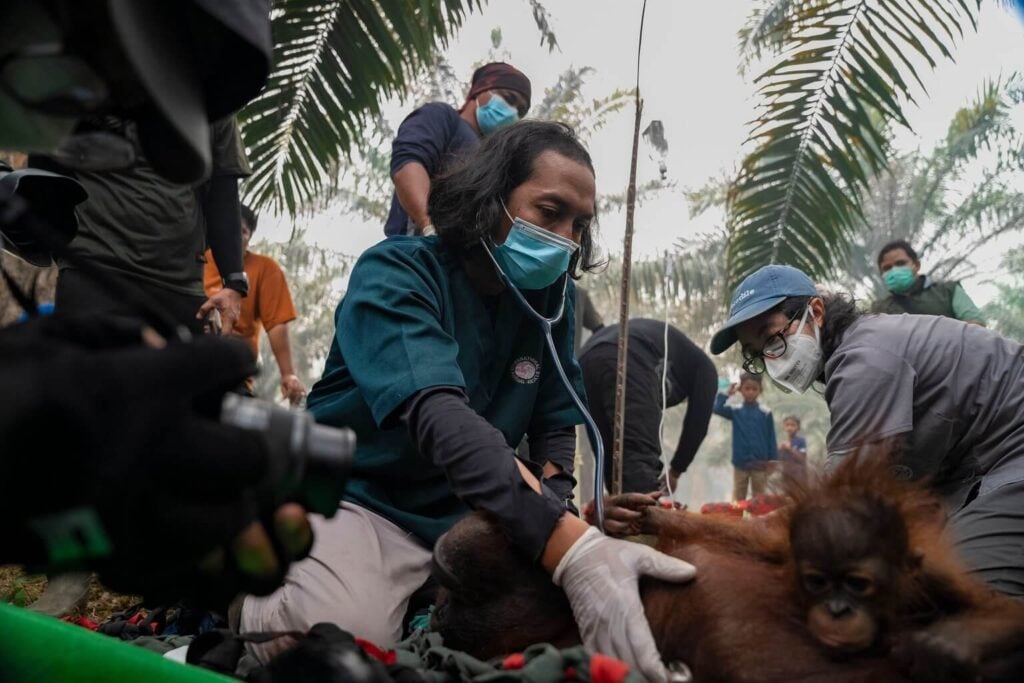 aid workers try to save an orangutan