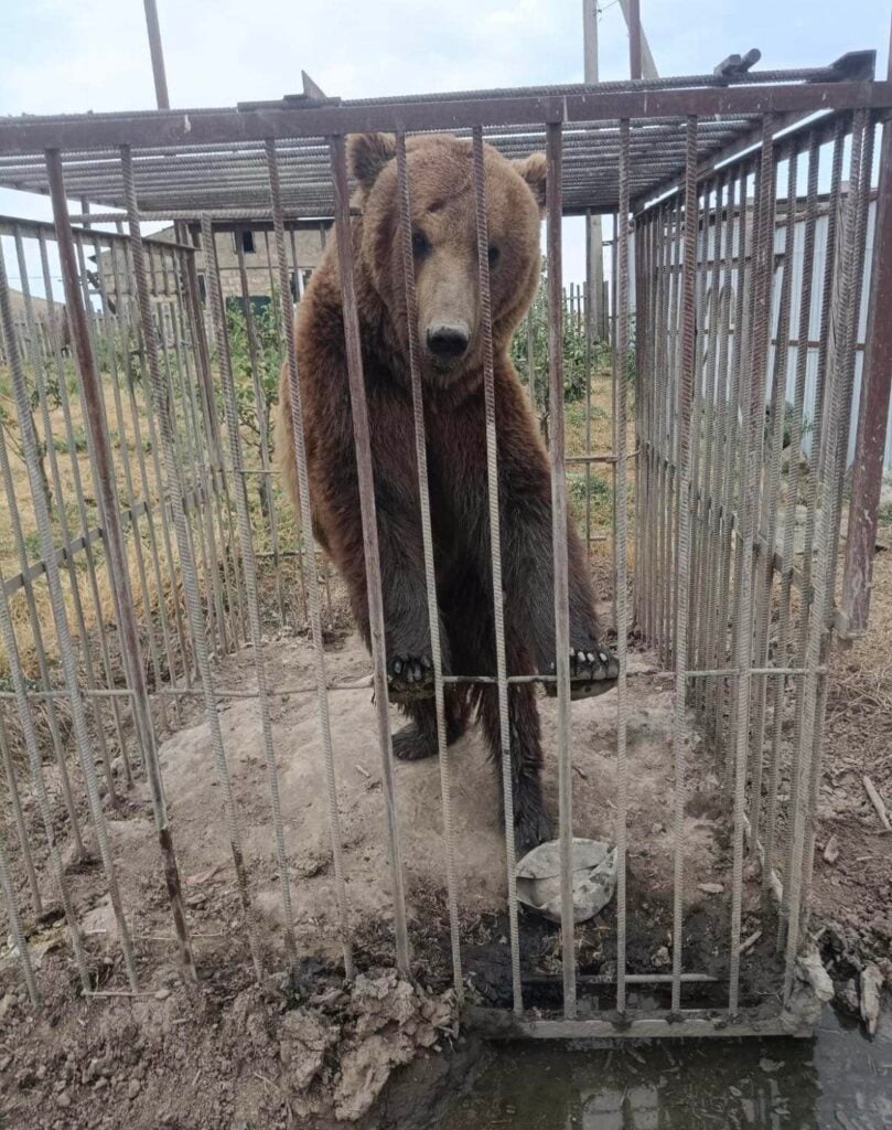 one of the two brown bears in a cage