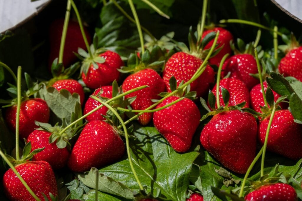 fresh strawberries