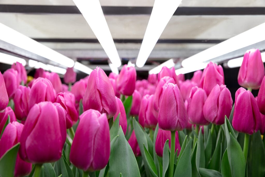 Growing tulips in a greenhouse - crafted manufacture for your celebration. Selected spring flowers in pink colors. Mother's, woman's day, preparation for holidays, brightful. Sea of plants.
