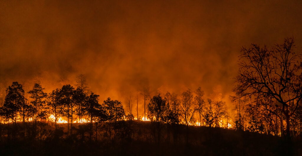 wildifire in Borneo