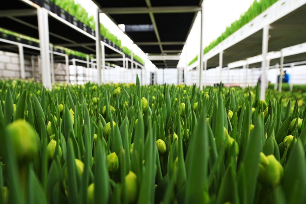 a lot of green and yellow delicate beautiful unopened tulips in a greenhouse against the background of greenhouse equipment