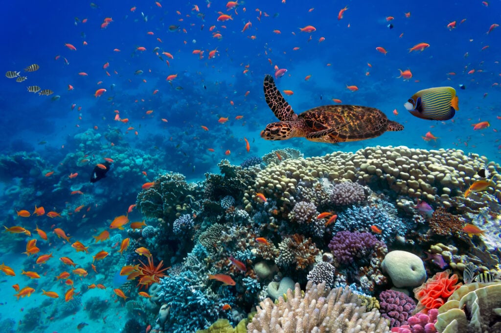 Tropical fish and turtle in a coral reef