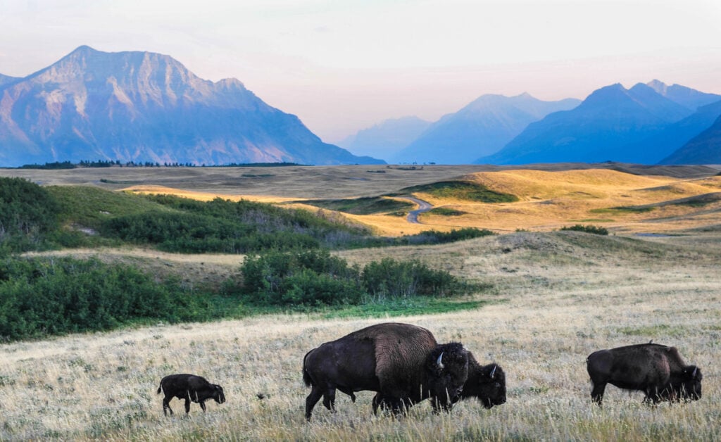 Bison graze on grasslands the Alberta prairie near Waterton National Park