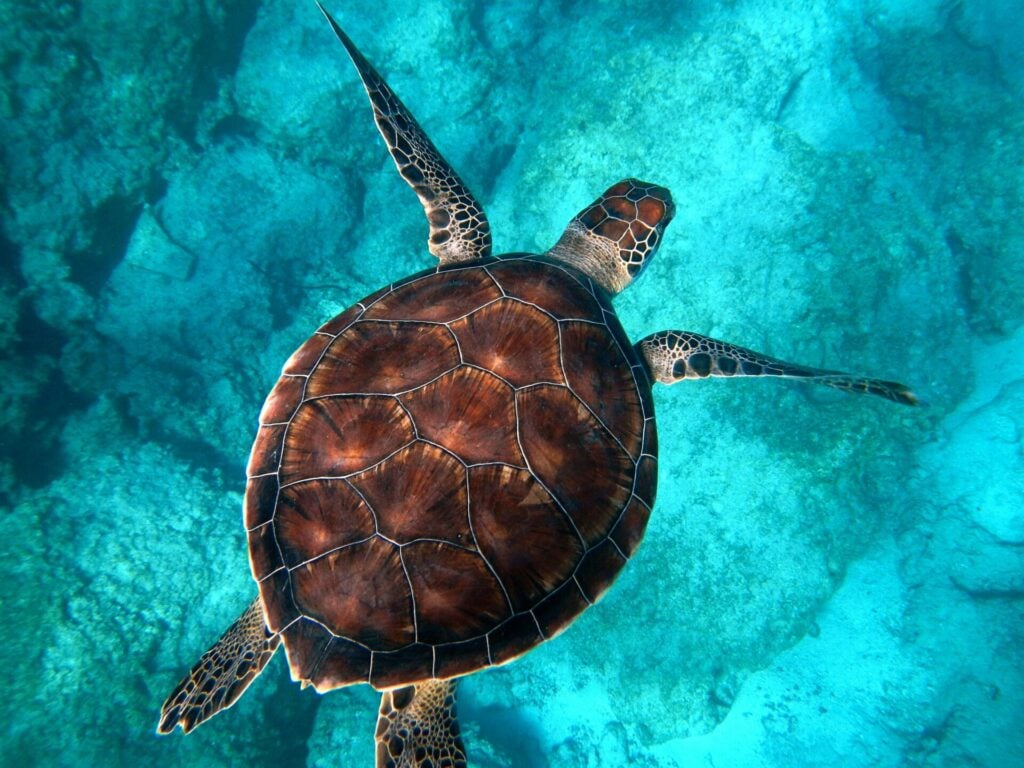 sea turtles can make a comeback accirdong to the new WWF report 